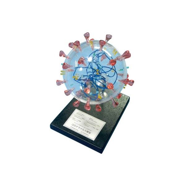 コロナウイルス構造模型