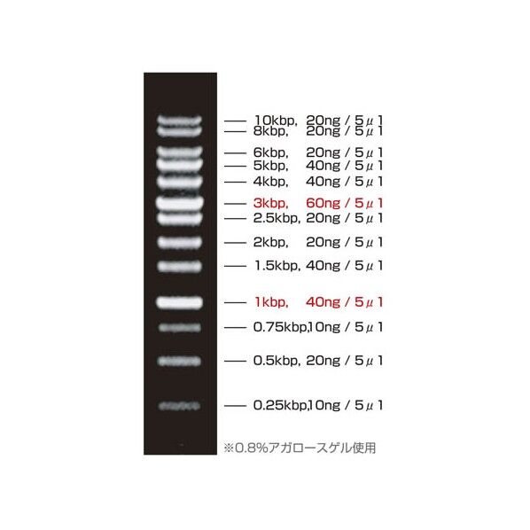 DNAラダーマーカー