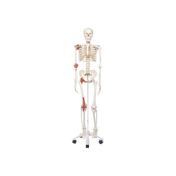 人体骨格模型