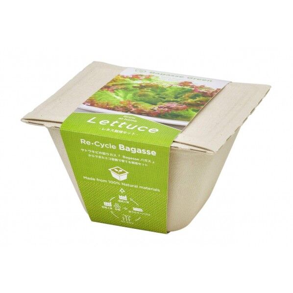 GD-95303ハﾞカﾞスクﾞリーンレタス