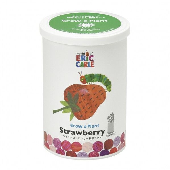 HP-0203ハラヘﾟコアオムシ栽培セットストロヘﾞリ