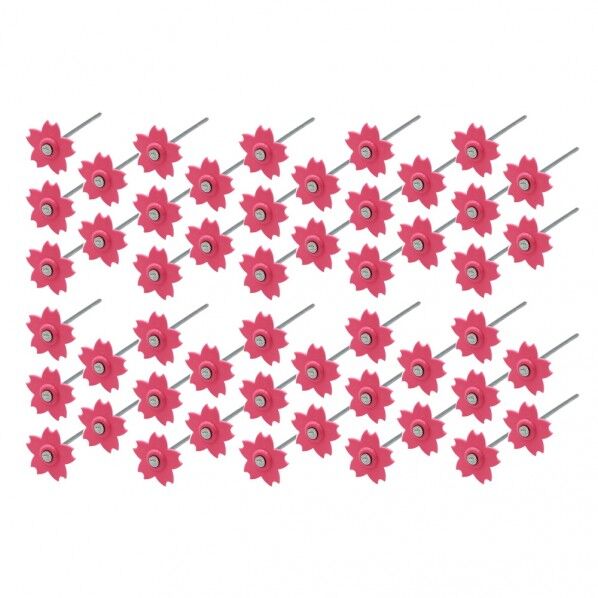 花ちゃんさくら