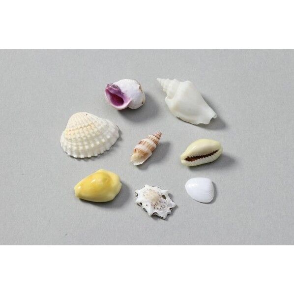 ミックスシェル10g 小袋入り