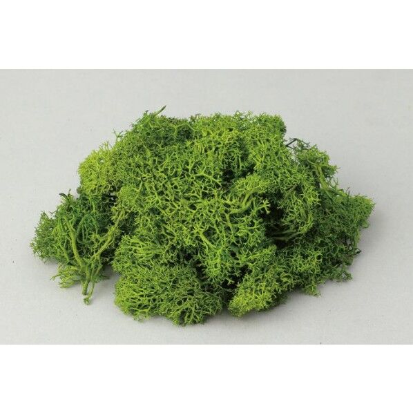 アイスランドモスフレッシュグリーン