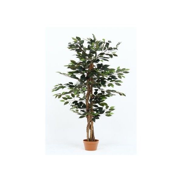 観葉植物 フィカス 690 A グリーン グリーンデコ鉢付 52661 19839 1台