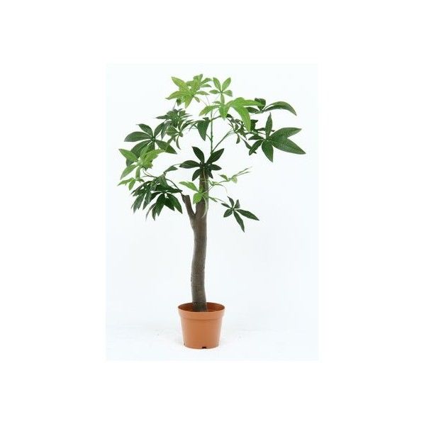 観葉植物 パキラ 朴の木タイプ グリーン グリーンデコ鉢付 52665 13498 1台