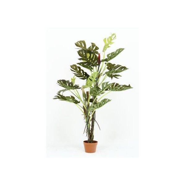 観葉植物 スプリット 22 グリーン グリーンデコ鉢付 52667 17619 1台