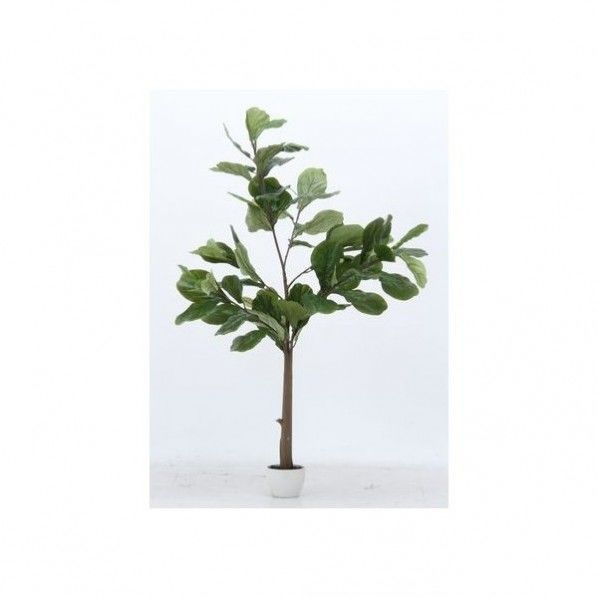 フィカス カシワバゴム グリーン グリーンデコ鉢付 52691 19964 1台