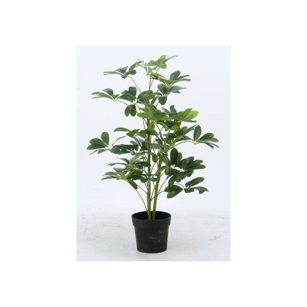 ヤドリフカノキ 216 グリーン グリーンデコ鉢付 52693 17281 1台