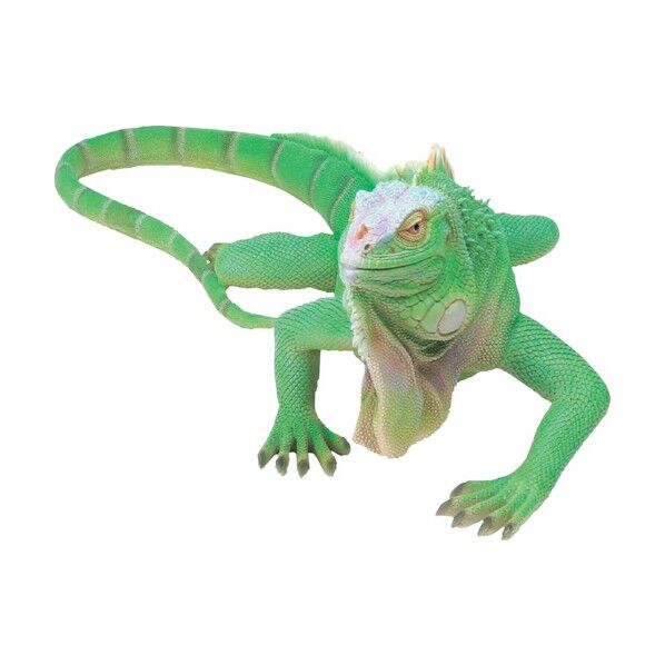 イグアナ(大)QY-154 6300028651 1点