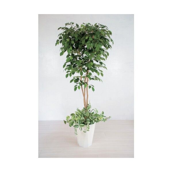 グリーンクロス 人工樹木/人工観葉植物 ベンジャミン寄植 6300028761 1点