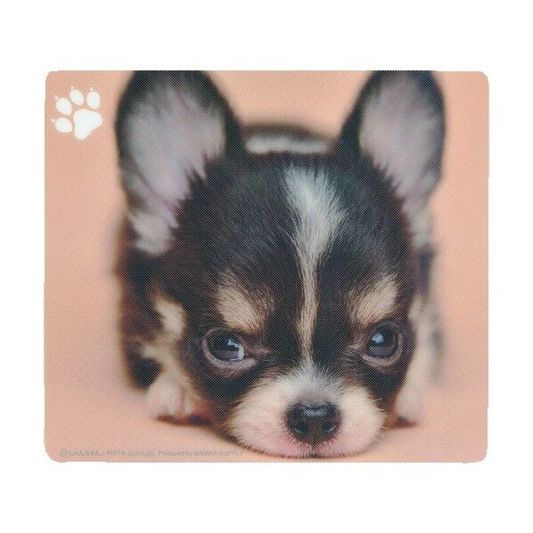 動物マウスパッド(チワワ) MPD-215C 1点
