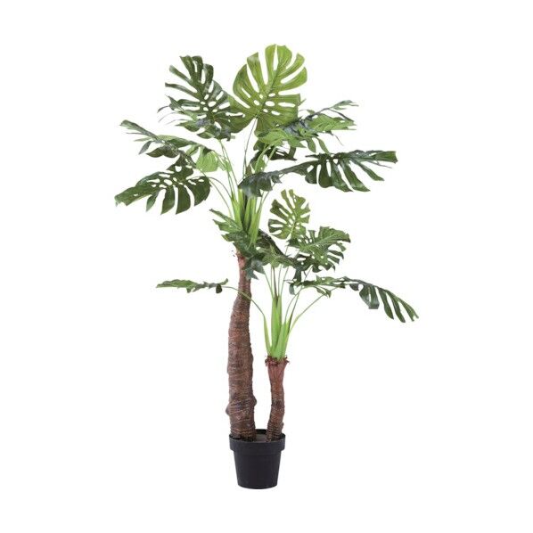 リレヤ 観葉植物