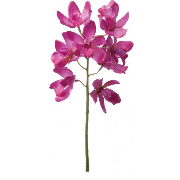 シンビジューム BTY FA -6646 1本