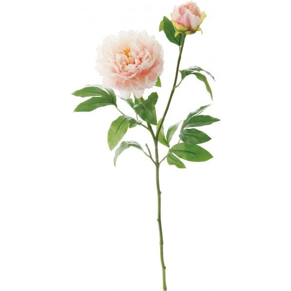 リッジーピオニー L/P FA -6841 1本