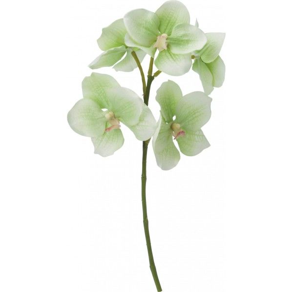 コチョウランショートスプレー