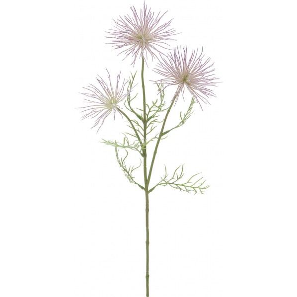 アネモネシード