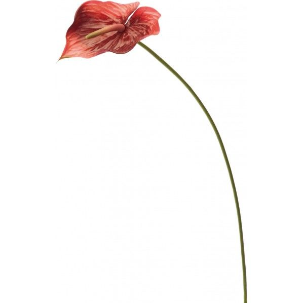 アンスリューム BUR FA -6935 1本