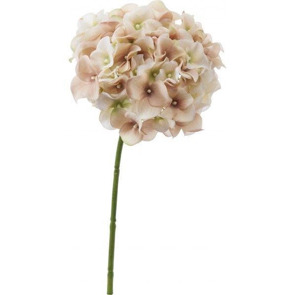 アルディハイドレンジア GBE FA -6967 1本