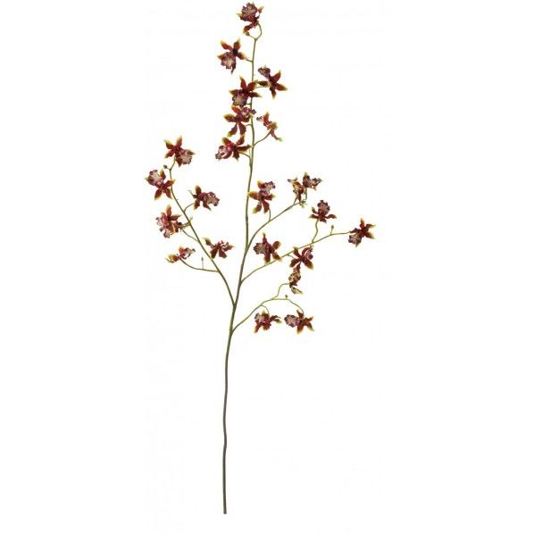 ナジェダンシングオーキッド