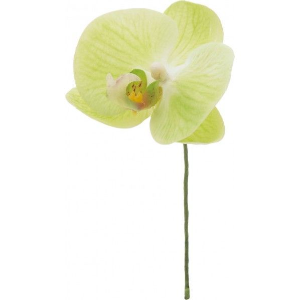 コチョウランピック GR FA -7009 1本