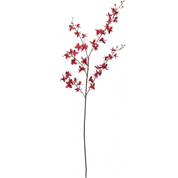 クラシカルオンシジューム