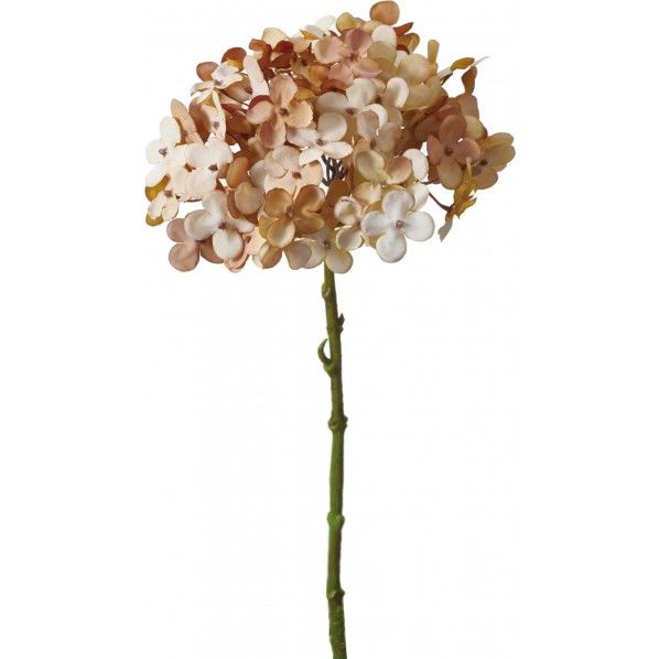 ドライアジサイ