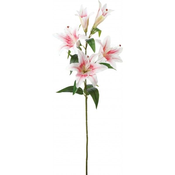 カサブランカX5