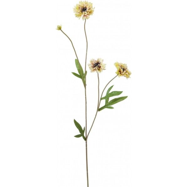 ボタニカルヤグルマソウ