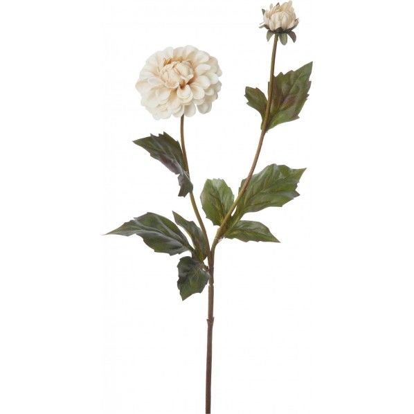 ポラニエダリア