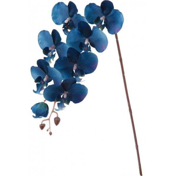 インディゴコチョウラン