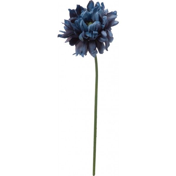 モロッコラナンキュラス BLU FA -7186 1本