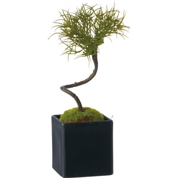 松盆栽 GR GLA-1352 1コ