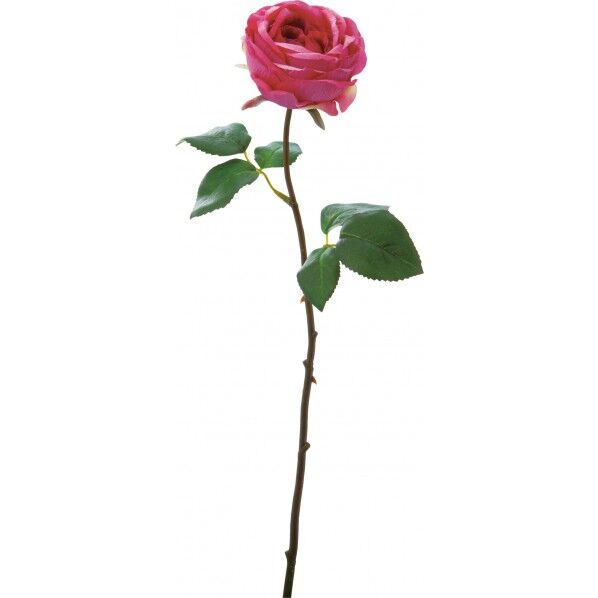 ローズミランダ