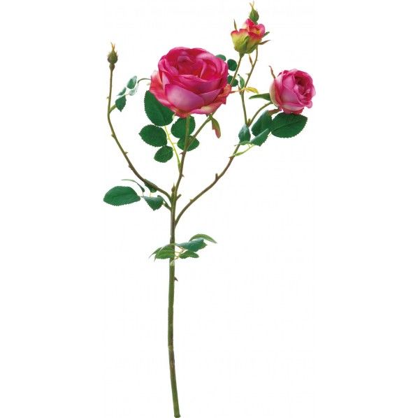 ローズシェドゥーブル