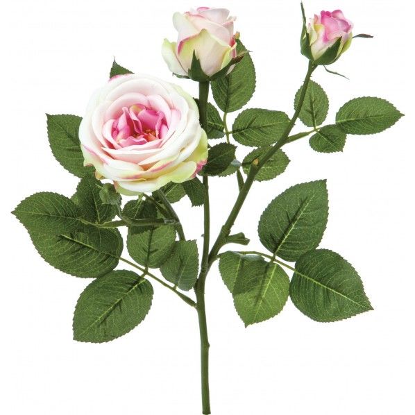 ローズセラファンスプレー PGR 便利グッズ（文具・OA機器） FA -6911 1本