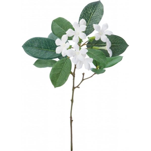 ジャスミンショート