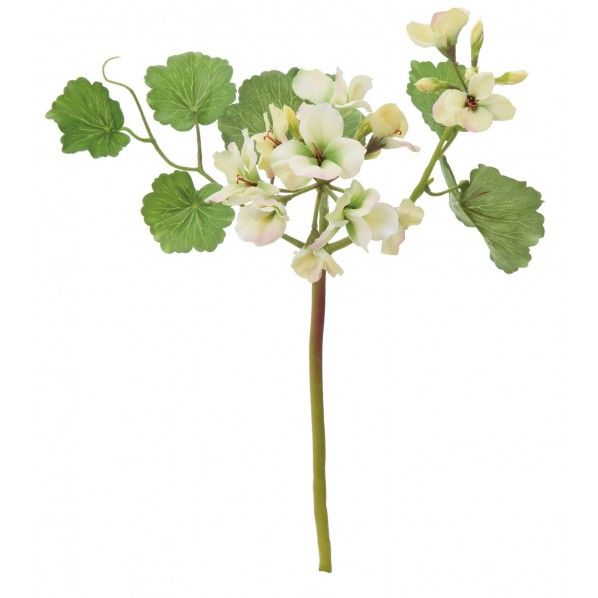 ゼラニウムショート