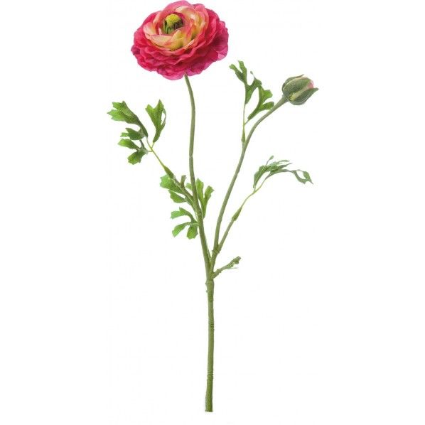 フレッシュラナンキュラス