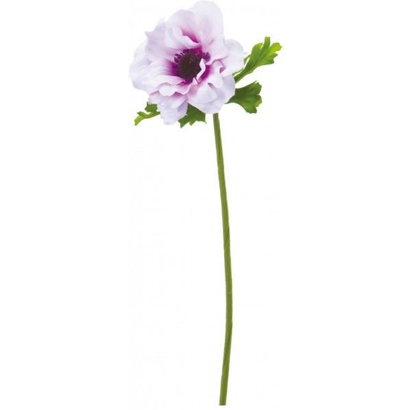 フリルアネモネ