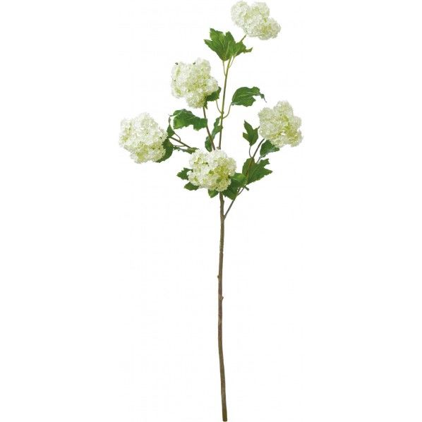 スノーボールブランチ