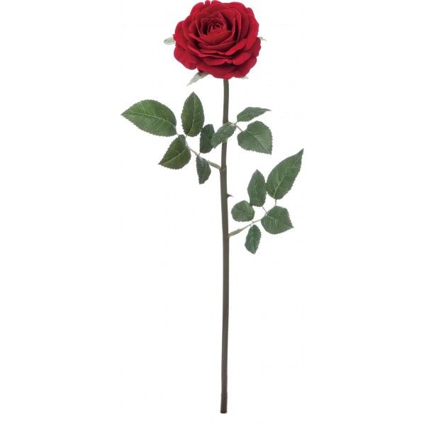 ベルベットローズ