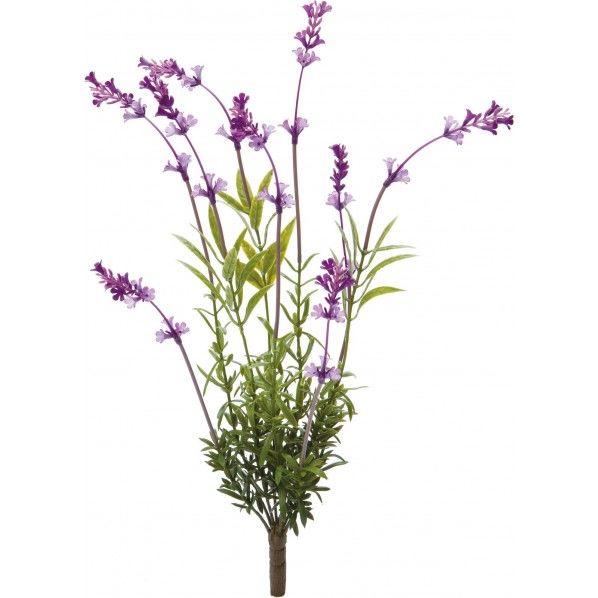 ラベンダーブッシュS