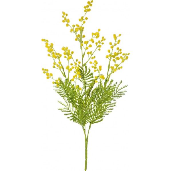 ミモザブッシュ