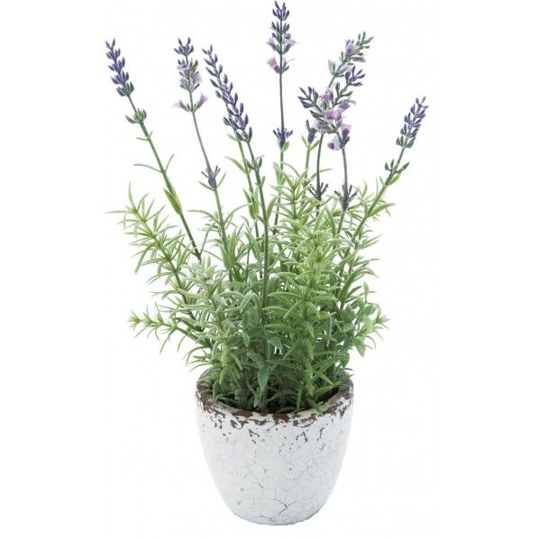 ラウンドラベンダーポット LAV 便利グッズ(文具・OA機器) FBC-8035 1個