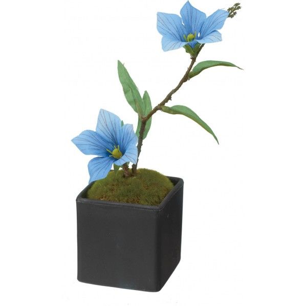 キキョウボンサイ