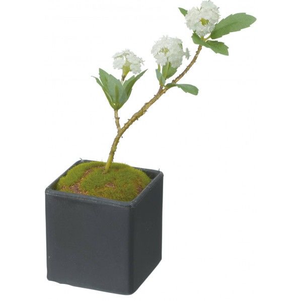 コデマリボンサイ