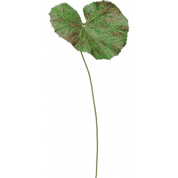 ゲイラックス(S)