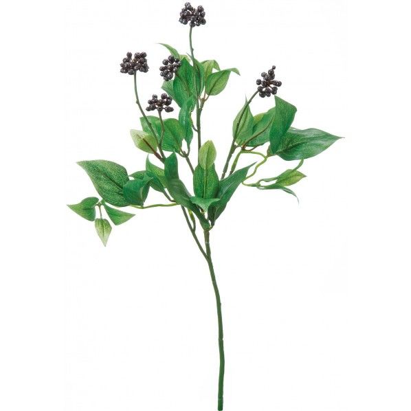 アイビーベリー