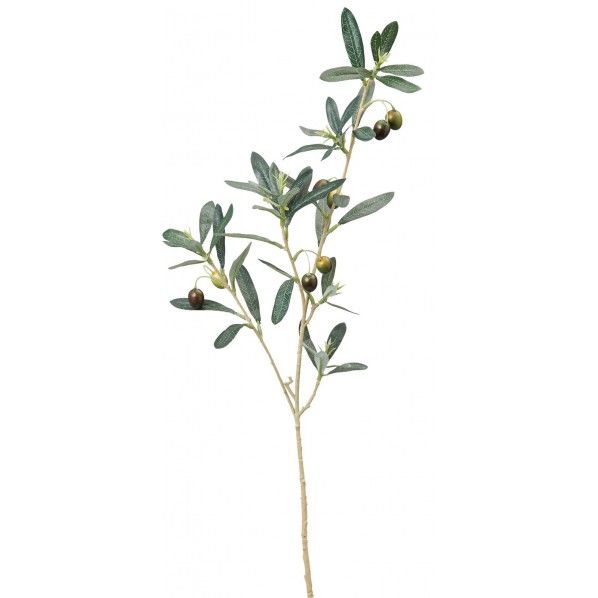 オリーブブランチ